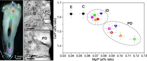 Nanochemistry and microsctructure of human dental tissues