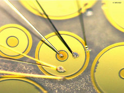 Device layout
Photograph of a typical Au–LaAlO3–SrTiO3 tunnel device.
The broad golden ring lies on top of the LaAlO3 layer, which serves as a tunnel-barrier between the 2DEL and the Au. The outer ring and the center contact of the device are Au-covered Ti contacts to the 2DEL.