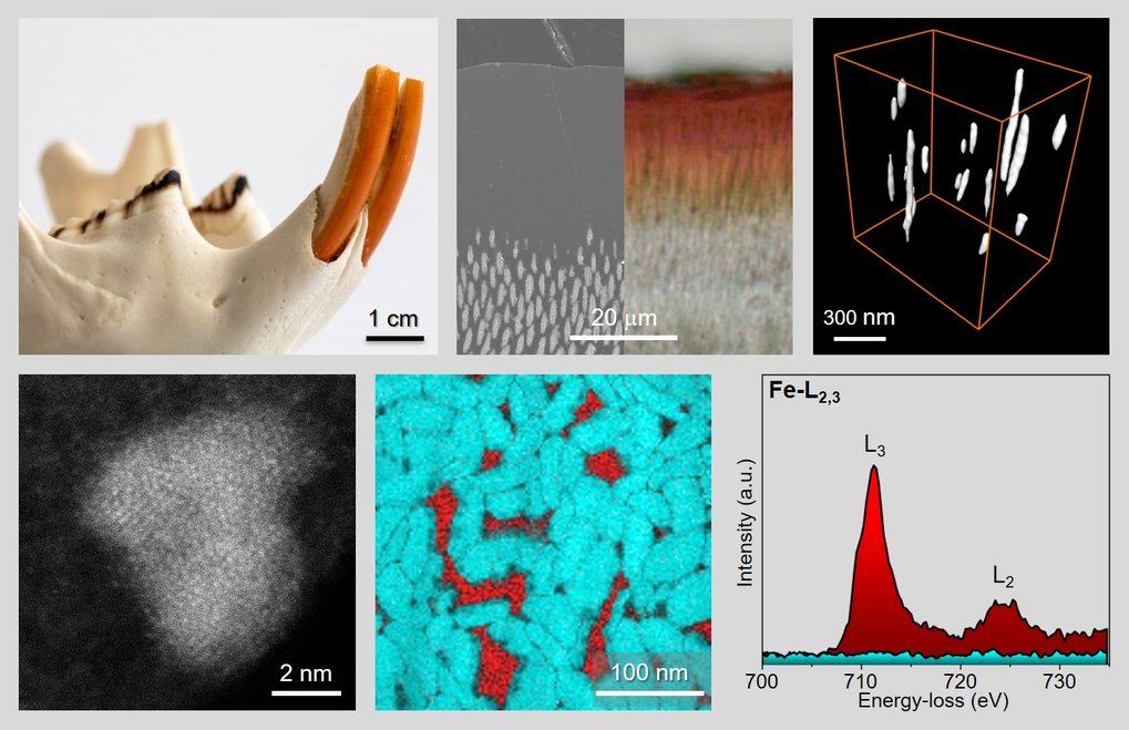 Rodent Teeth: Ingenious Architecture of Natural Functional Materials to Inspire Human Dentistry  